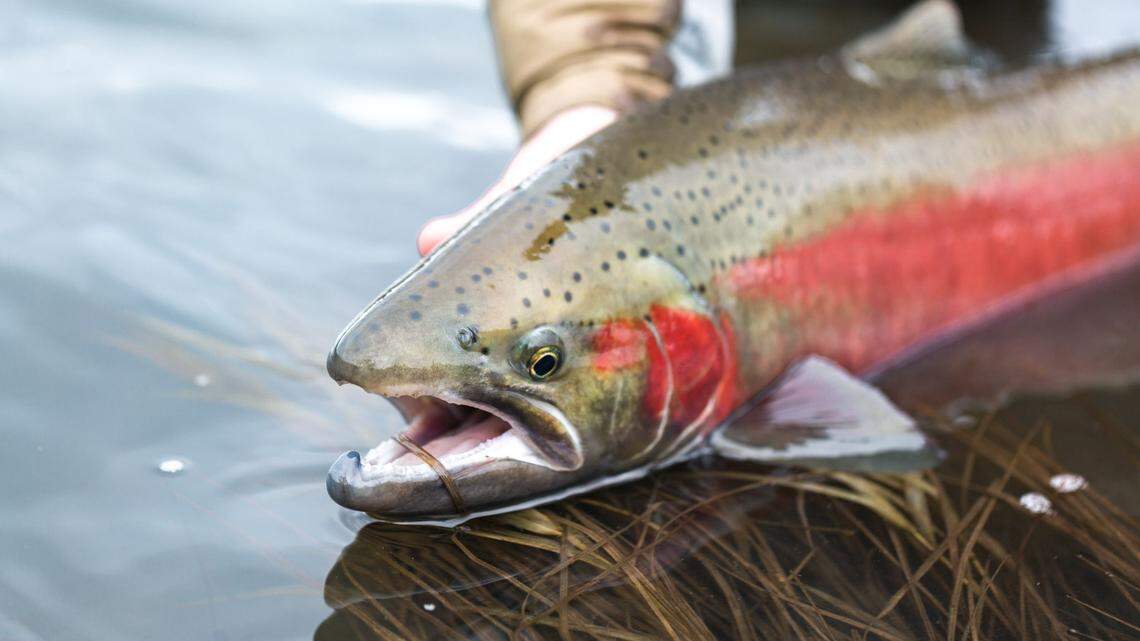 Iconic Snake River spring and summer chinook salmon passed a grim milestone — 30 years on the endangered species list after more than a century of habitat degradation, overharvest and dam construction pushed these fish to the edge of extinction. Thirty years later, their future remains murky.