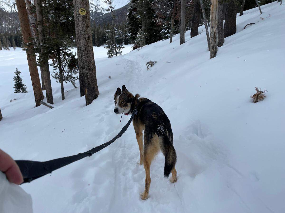Galena Lodge “loaner dog” Rio checks in with outdoors reporter Nicole Blanchard during a snowshoe outing on Galena View trail Friday, Jan. 26, 2024. Lodge visitors can bring Rio along on snowshoe or Nordic ski adventures.