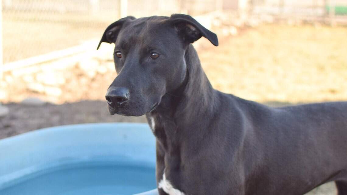 Canyon County Pet of the Week: Ella