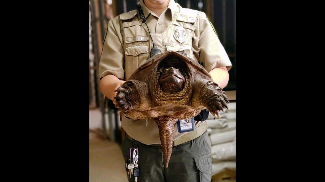 Police removed a large snapping turtle from a woman’s yard in St. George, Utah, according to a Facebook post on April 27, 2022. It’s illegal to possess a snapping turtle in Utah.