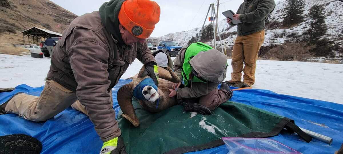 Biologists and wildlife officials from the Washington Department of Fish and Wildlife take biological samples from a bighorn ram and prepare to fit it with a tracking collar.
