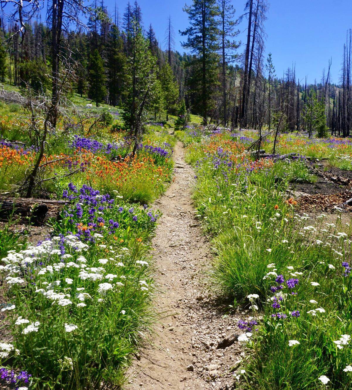 The wildflower displays have been spectacular along Jennie Lake Trail this spring.