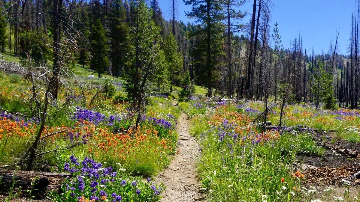 Wildflowers along Jennie Lake Trail in the Boise National Forest.