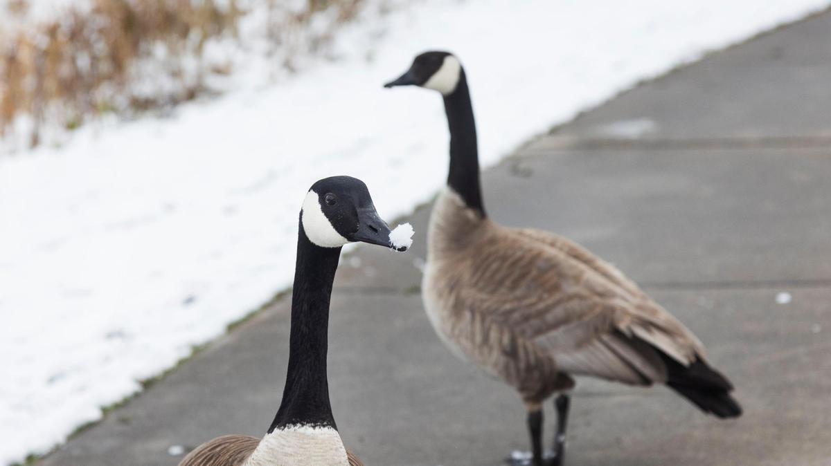 A Canada goose has a pile of snow on its nose after sifting its beak through the white stuff Tuesday at Parkcenter Park.