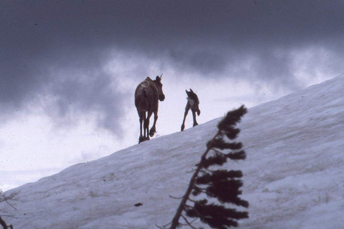 A caribou cow and calf walk over a ridge into the mist in the Selkirk Mountains in North Idaho in the 1980s. T