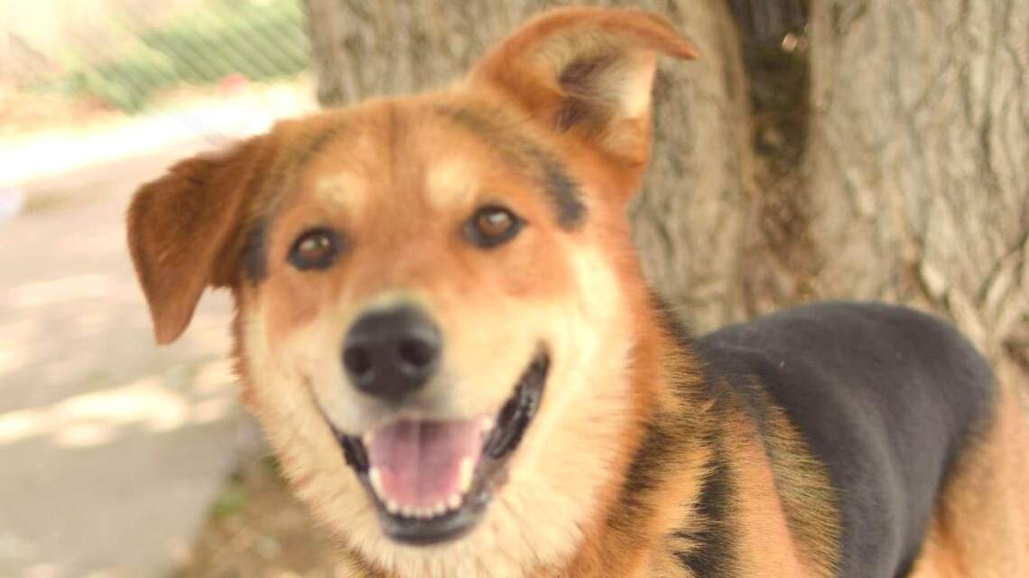 Canyon County Pet of the Week: Cooper