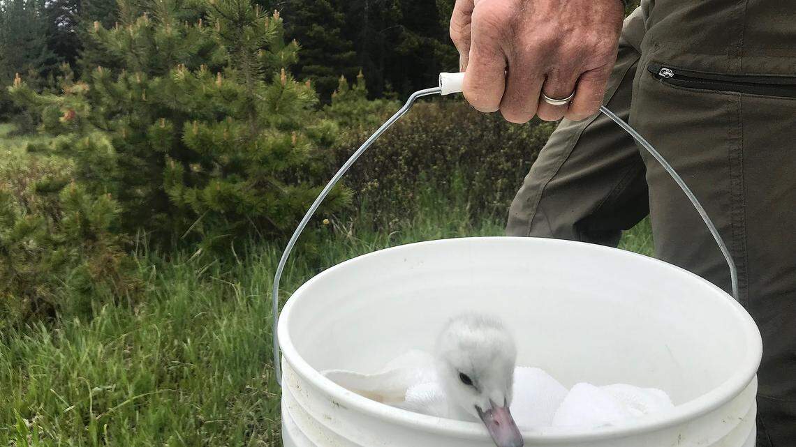 Bill Long carries a captive-raised cygnet in a 5-gallon bucket on the hike Grebe Lake in Yellowstone National Park. Long was about to attempt to “graft” the baby swan into a wild nest, an operation that failed.