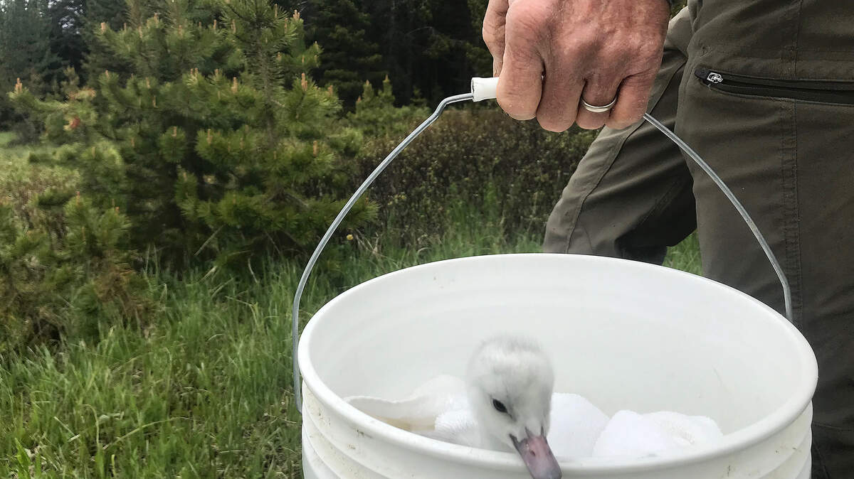 Bill Long carries a captive-raised cygnet in a 5-gallon bucket on the hike Grebe Lake in Yellowstone National Park. Long was about to attempt to “graft” the baby swan into a wild nest, an operation that failed.