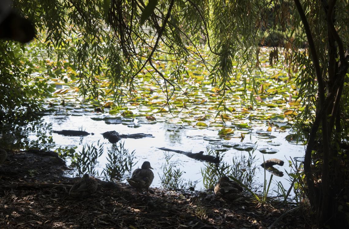 Kathryn Albertson Park is part of Boise’s “ribbon of jewels,” a series of parks along the Boise River. The 41-acre park is dedicated to wildlife and quiet contemplation.