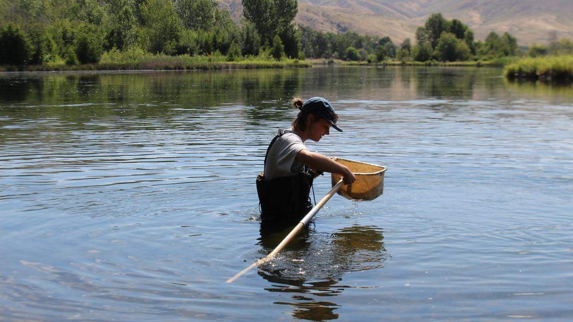 Emma Redman, a College of Idaho senior, wades into the Boise River to collect aquatic insects that will tell researchers about the food resources available to dragonflies.