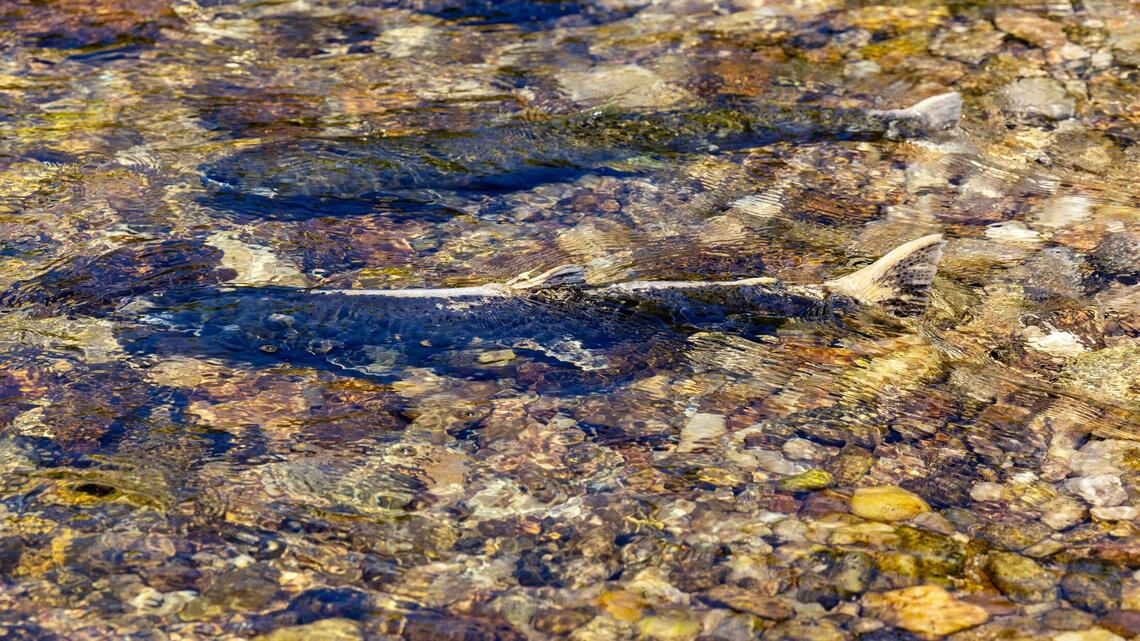Why can’t you float the Boise River yet? Take it up with Idaho’s salmon
