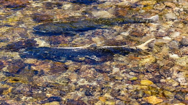 Why can’t you float the Boise River yet? Take it up with Idaho’s salmon