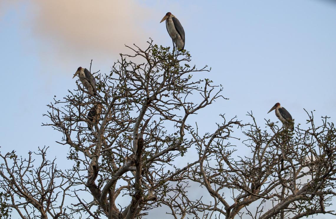 Marabou storks roost in a tree just befre sundown in Gorongosa National Park in Mozambique.