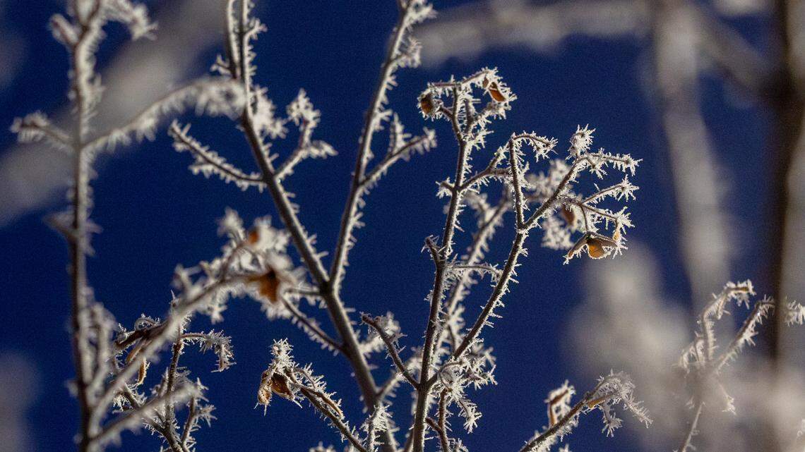 Frost clings to a tree in Meridian in 2024.
