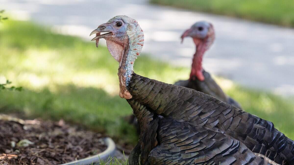 Two wild turkeys sit in the shade outside of a North End home in Boise, Thursday, July 31, 2025.