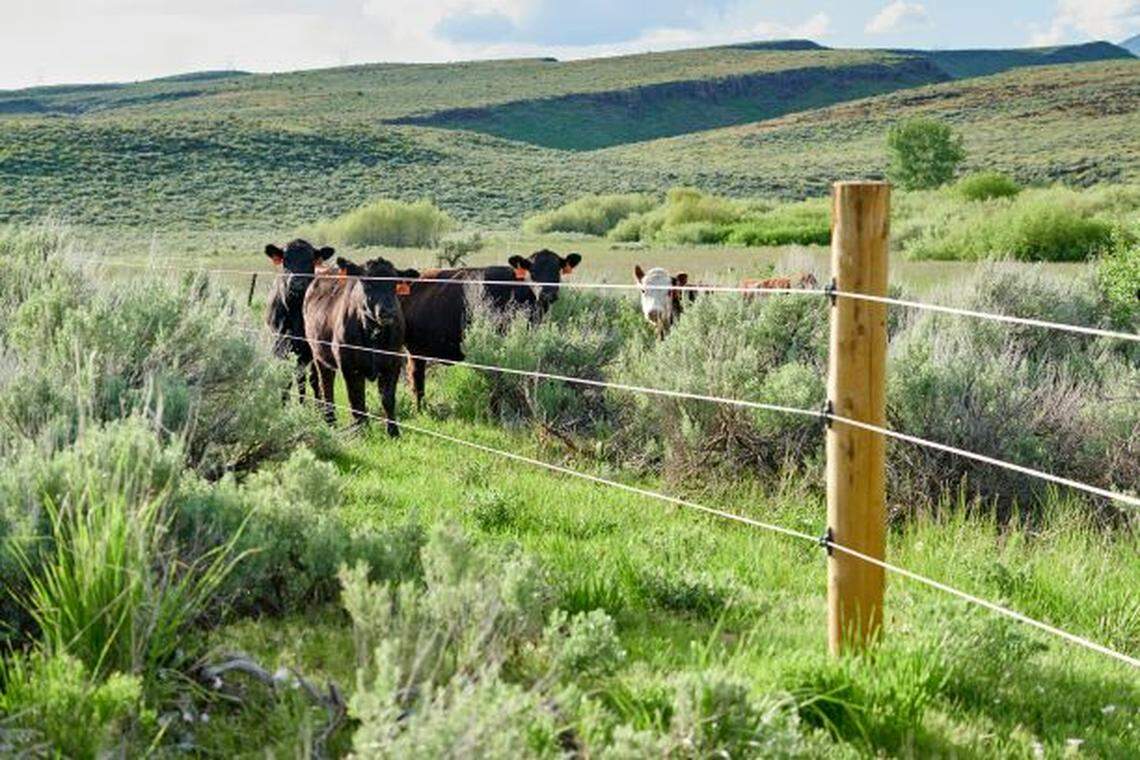 Wildlife friendly fencing at Rinker Rock Creek Ranch saves on material costs and maintenance hours.