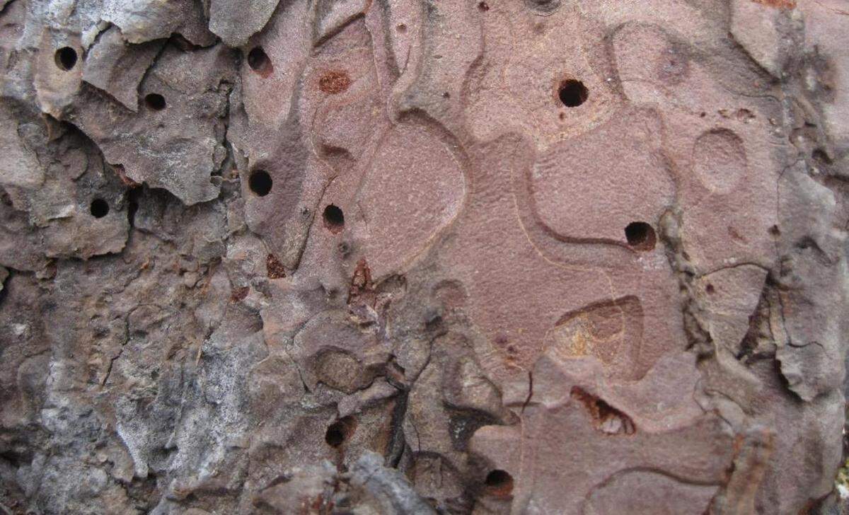 Bark beetle exit holes in ponderosa pine.
