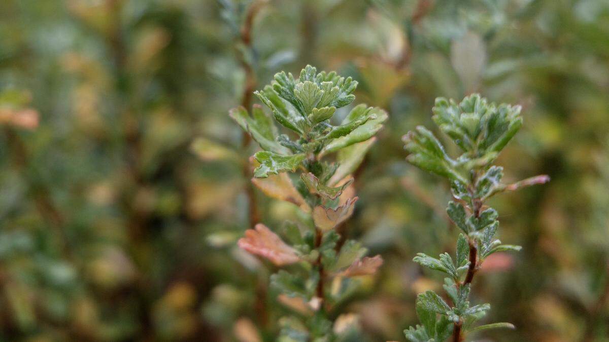 Bitter brush seedlings are grown by residents at the Idaho State Correctional Center (ISCC), pictured here Oct. 14, 2025. The Sagebrush in Prisons Project is collaboration between the Idaho Department of Correction, Idaho Fish & Game and the Institute for Applied Ecology.