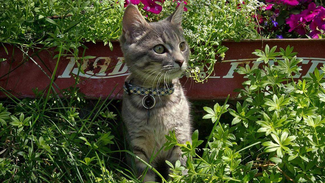 A patio for your cat: Catios are the new craze, here’s why and the benefits they provide