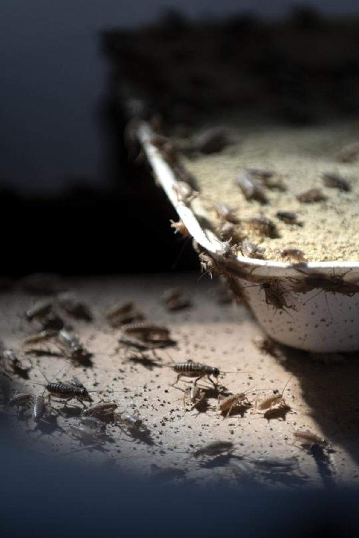 Acheta Domesticus, or simple house crickets mill about in their “cricket condo” during a tour Monday, March 25, 2019, at ecoBalance Farms near Hagerman. Each “condo” holds a colony of around 300,000 crickets.