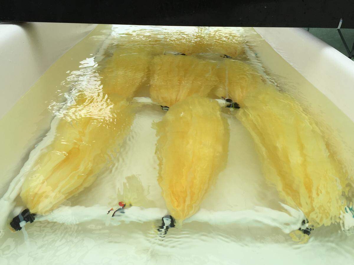 Bundles of modified yarn in a test tank at Pacific Northwest National Laboratory’s marine research facility.  These bundles were placed in moving seawater for a month, collecting several grams of uranium.