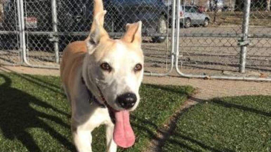 Meridian Pet of the Week: Penny