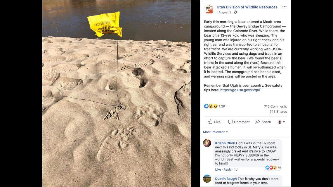 Utah officials are on the hunt for a black bear that bit a teenager over the weekend, they say.