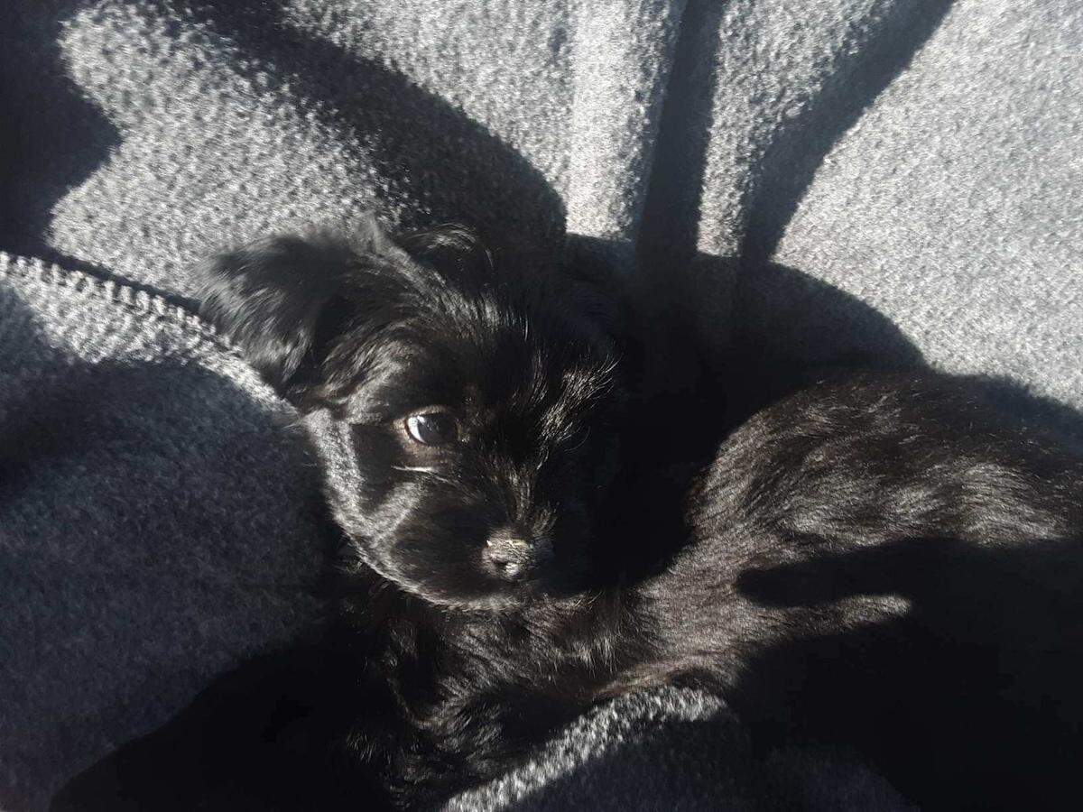 Bear, a “shorkie poo” puppy, died three days after the Williams family bought him from Surf’s Up Puppy Shack in Meridian. He was diagnosed with parvovirus, a highly contagious illness that afflicted two other puppies from the same store.