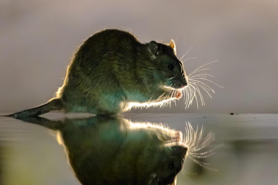 Norway rats, like the one seen here, are one of two common invasive rat species around the Treasure Valley.