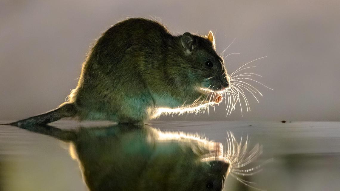 ‘We’re at a tipping point’: Idaho lawmakers pitch last-ditch rat control bill