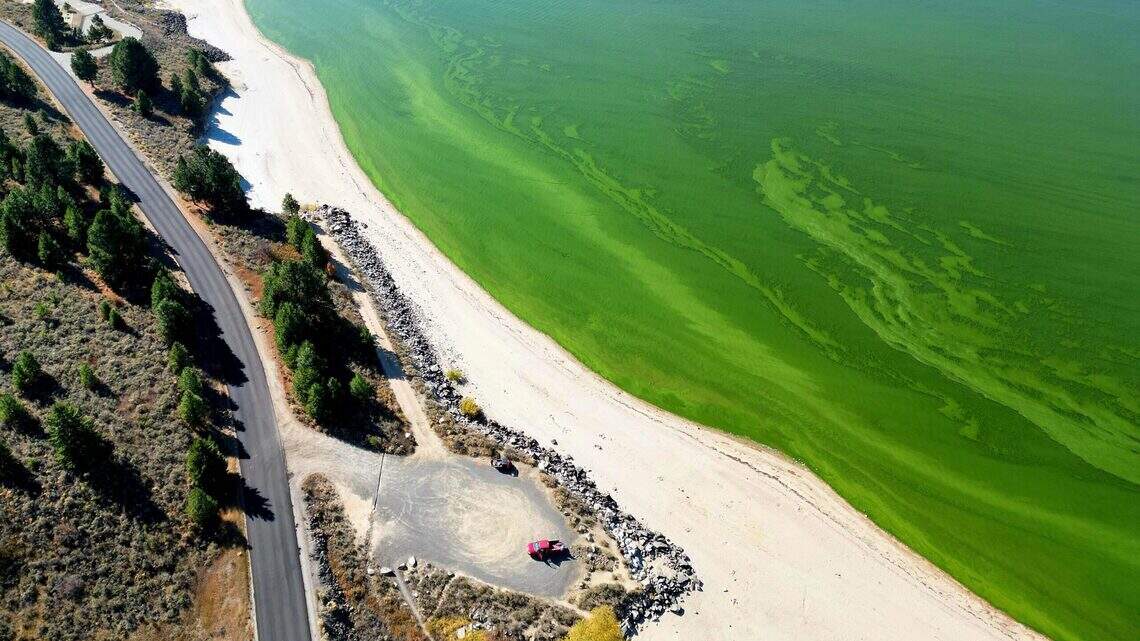 Toxic algae confirmed in Snake River waterways. How to spot it and stay safe