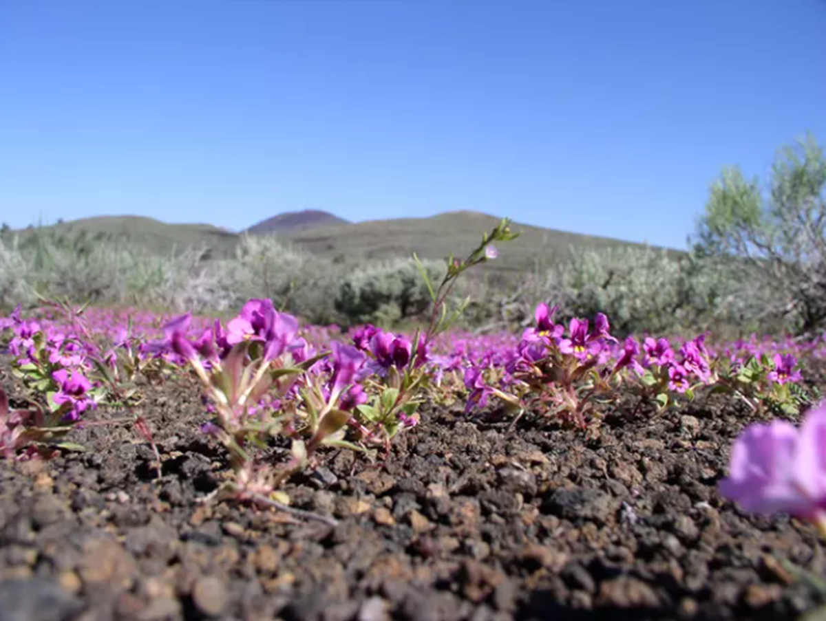 Dwarf monkeyflowers grow at Craters of the Moon National Monument and Preserve in Idaho. 