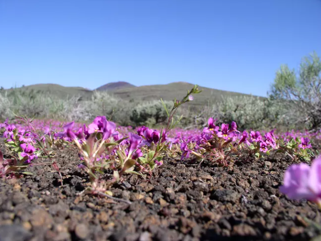 The resilient dwarf monkeyflowers growing in the Craters of the Moon National Monument and Preserve