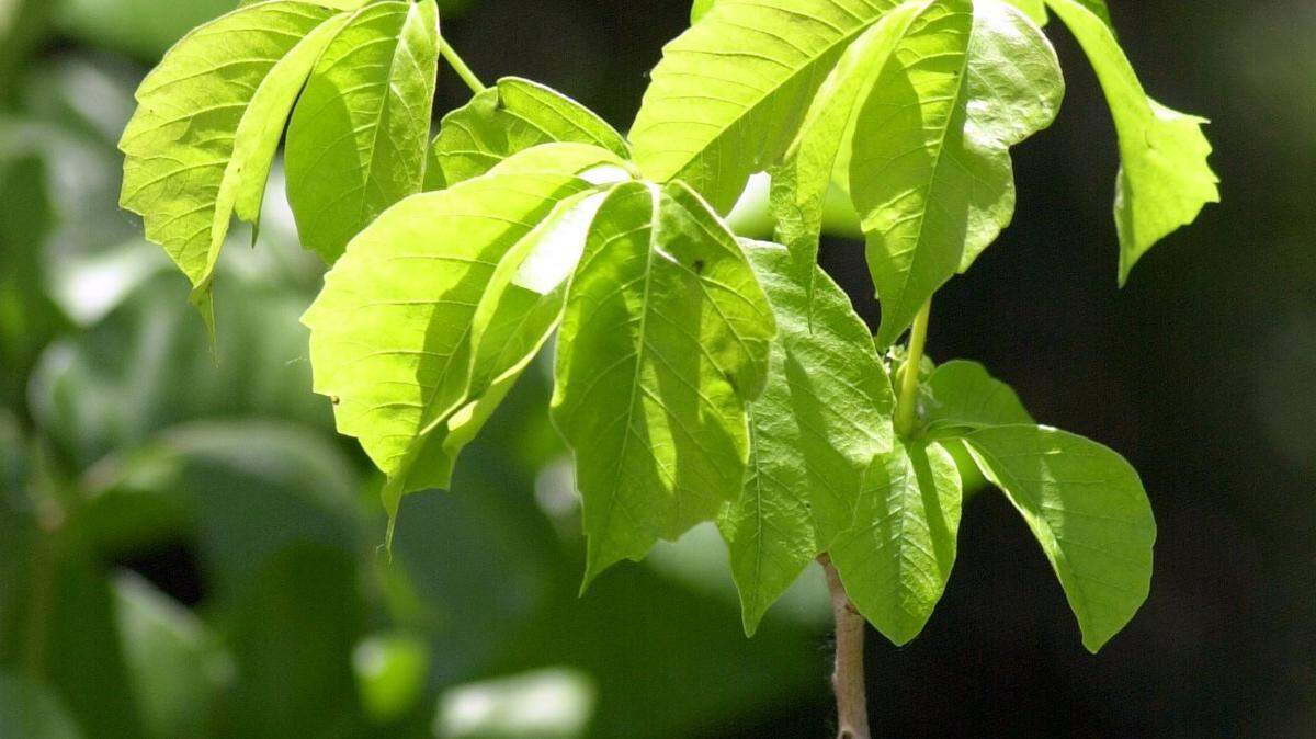 It looks beautiful in the morning light, but one touch will leave you scratching like crazy. Poison ivy is in Boise this year, so here’s how to spot it in nature.