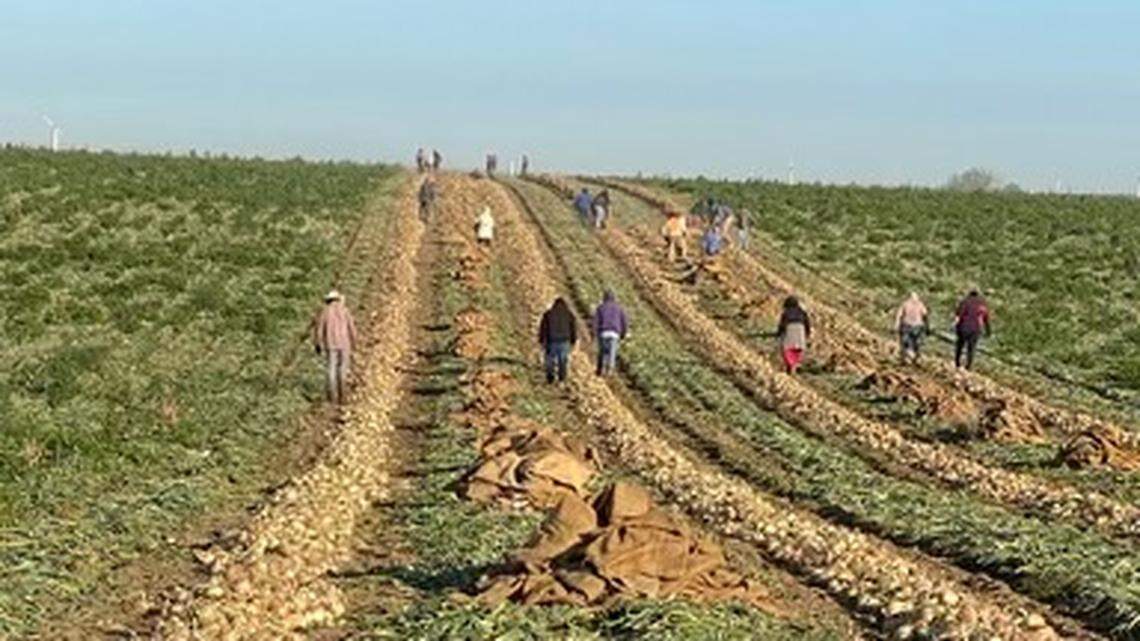 Idaho farm workers pick onions at a field near the Oregon border. A U.S. Department of Labor investigation found a southeast Idaho potato form, Jorgensen Management Inc., paid workers illegally low wages and did not reimburse them for transportation costs.
