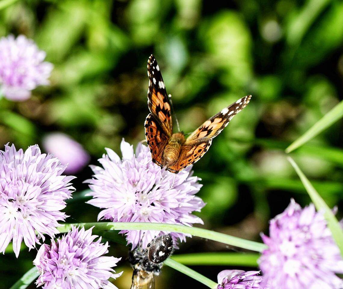 Boisean Michelle Nordin-Mills shared this photo of a painted lady butterfly that landed in her yard. Hundreds of the butterflies migrated through the Boise area on Saturday, May 18.