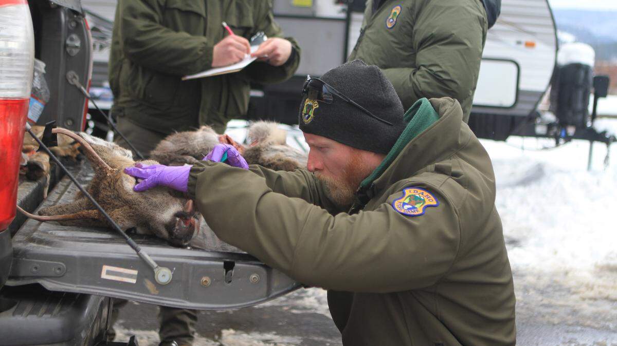 Idaho Fish and Game wildlife biologist Iver Hull takes a chronic wasting disease sample from a deer harvested by a hunter.