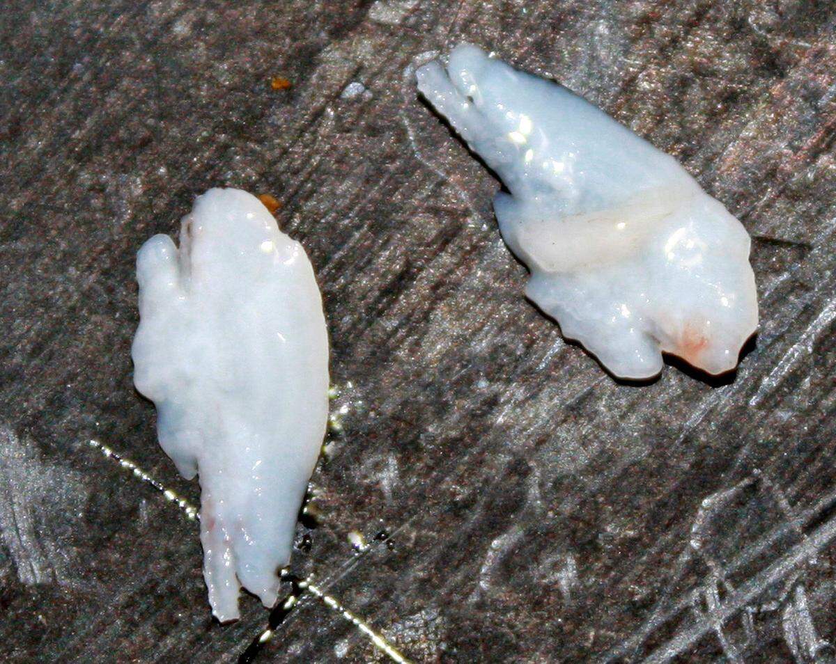 Otoliths, calcium carbonate stones taken from the inner ear of chinook salmon