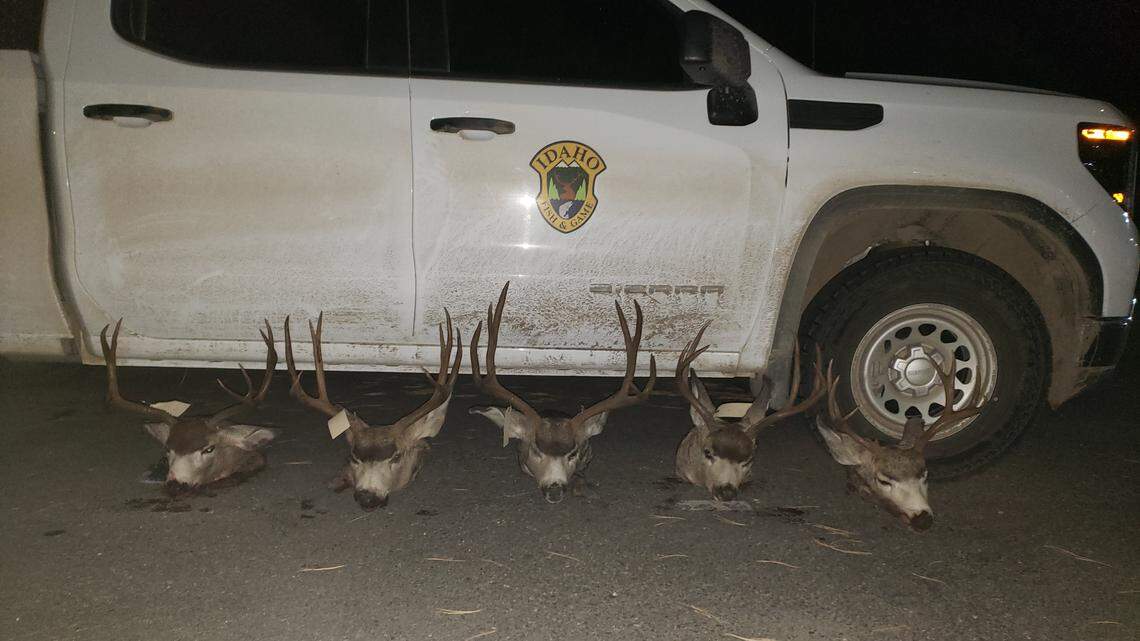 Idaho Fish and Game bust ‘network’ of poachers who illegally killed 35 animals