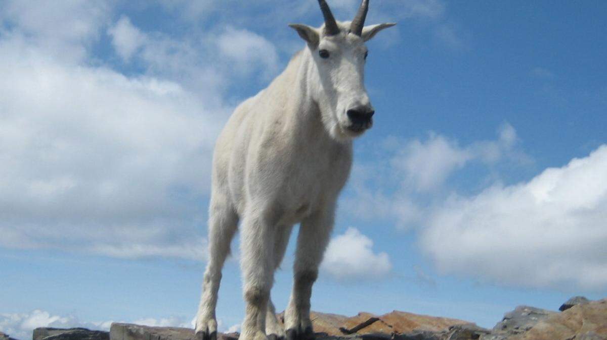 Officials recommend hikers stay 100 feet away from mountain goats.