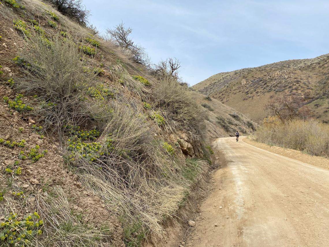 Myrtle spurge, an invasive plant that can cause skin irritation or blindness when humans come in contact with its sap, grows in clusters along Shaw Mountain Road in the Boise Foothills. The area is popular with hikers and mountain bikers.