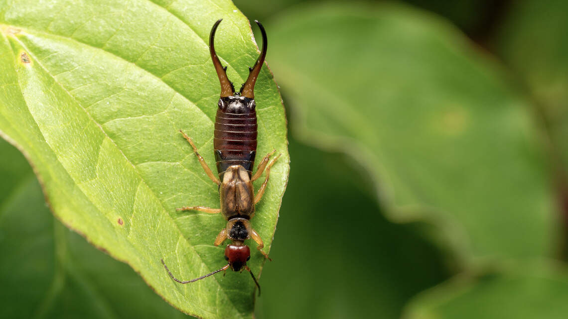 Those earwigs are weirder than you think. Why they’re in Idaho and your house