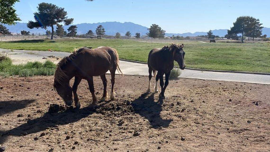Two wild horses started approaching cars in Discovery Park in Nevada, wildlife officials said.