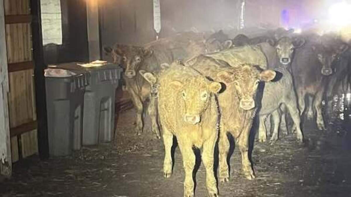 Around 100 cows were seen late at night roaming through the streets of Boise, police said on Facebook. 