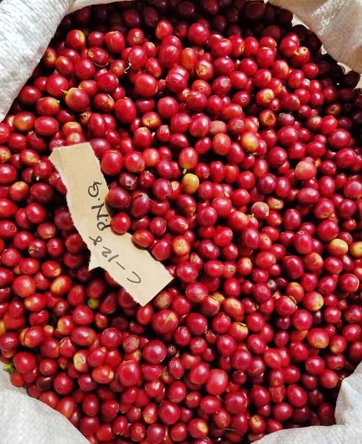 The 2020 coffee bean harvest is looking excellent, says Matthew Jordan, executive director of Gorongosa Coffee. Coffee grown in the rainforest in Gorongosa National Park in Mozambique is now roasted in Boise, and shipped throughout the United States.