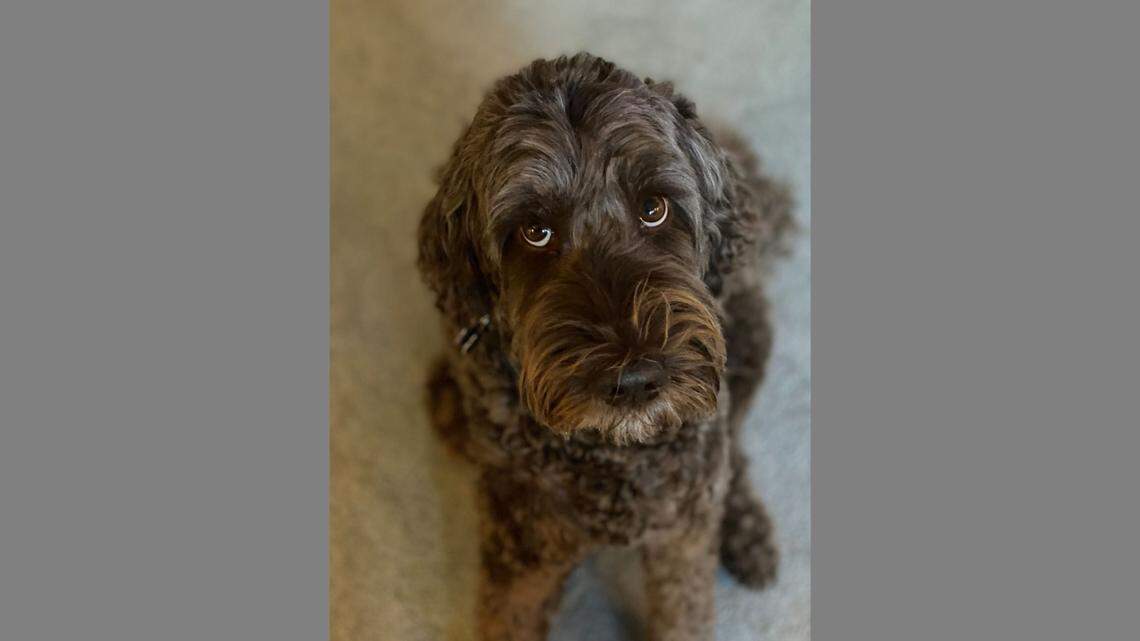 Matisse, Nancy Napier’s dog, accompanies Napier on the Boise State University professor’s visits to local hospitals.