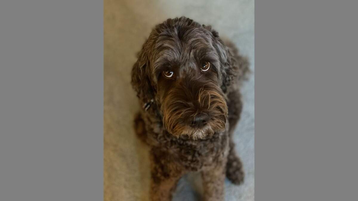 Matisse, Nancy Napier’s dog, accompanies Napier on the Boise State University professor’s visits to local hospitals.