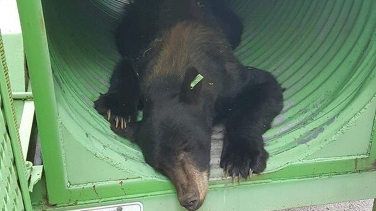 The wild black bear at Zoo Idaho is now in custody. Wildlife officers with the Idaho Department of Fish and Game have outfitted the bear with a collar and ear tag for tracking purposes. The bear will now be relocated away from civilization.