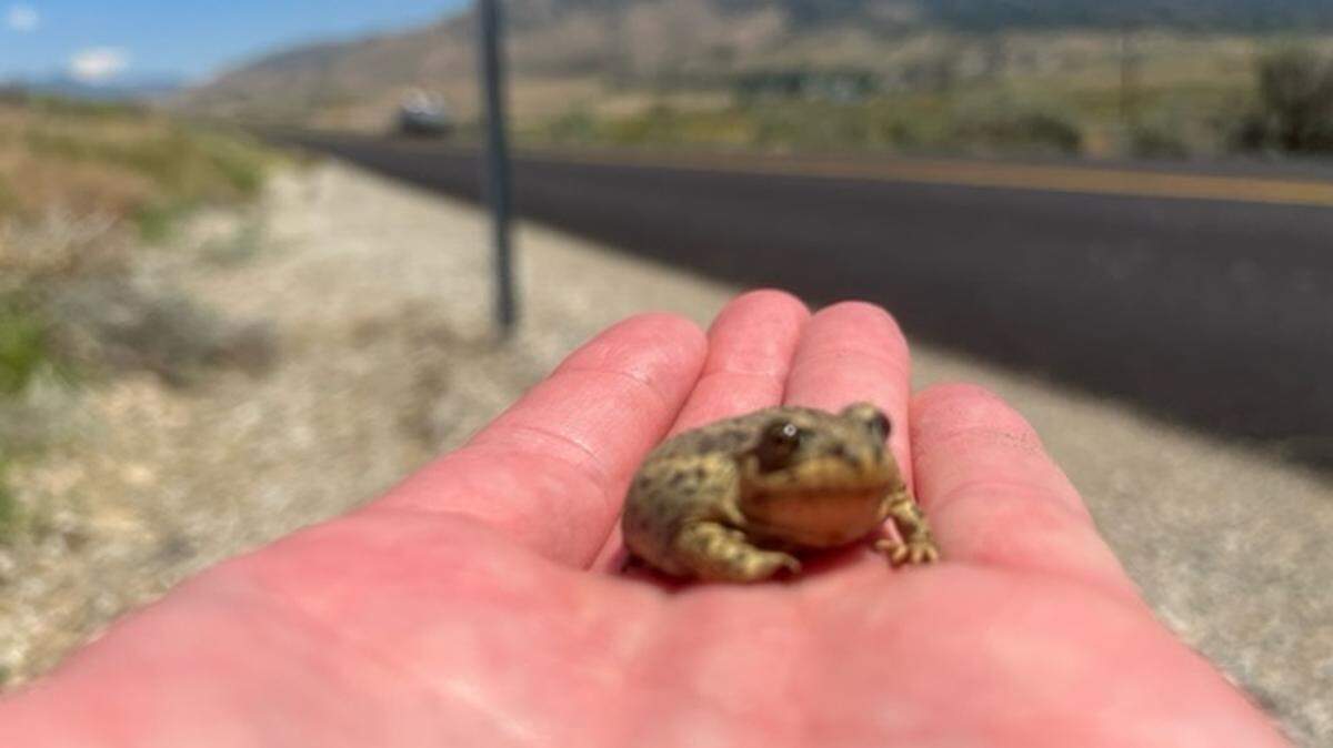 Tens of thousands of toads were spotted migrating across a 1.5-mile stretch of road in Utah.