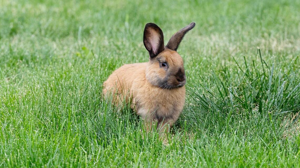 No more bunnies: Humane Society says it can’t handle onslaught of free-roaming rabbits
